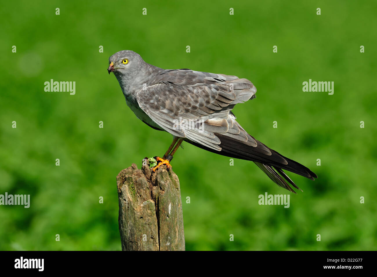 Wiesenweihe, Männchen (Circus pygargus) Montague's Harrier, male • Bayern, Deutschland Stock Photo