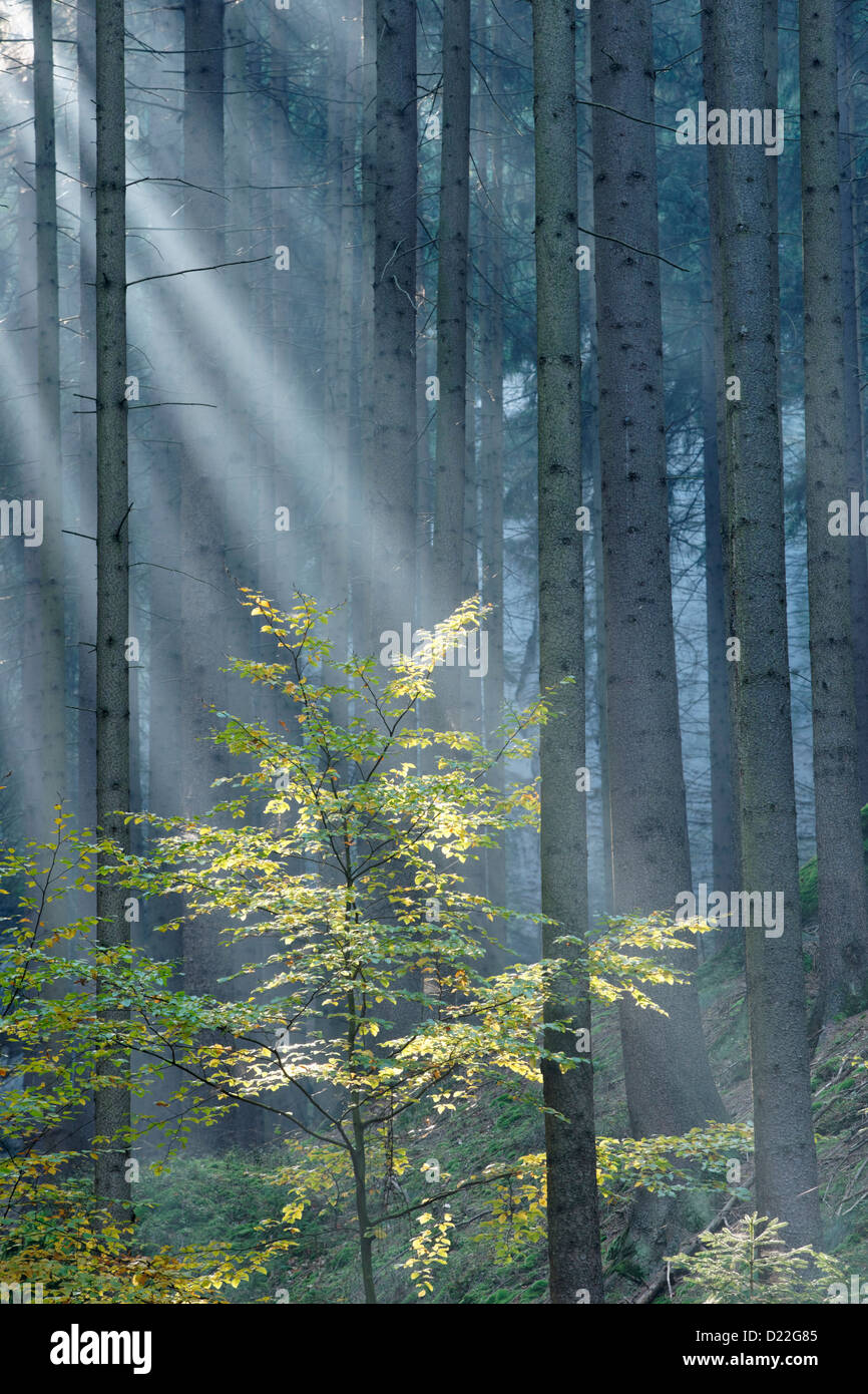 Sun shining through beech tree leaves in pine forest, Hruboskalsko, Cesky raj, East Bohemia, Czech Republic Stock Photo