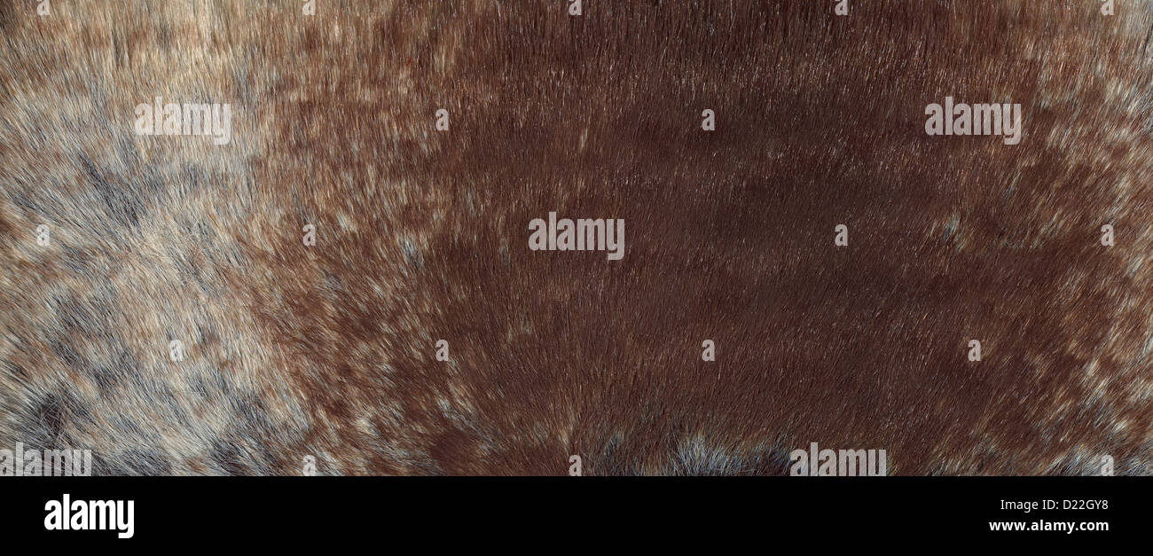 Fur texture. Rabbit Stock Photo - Alamy