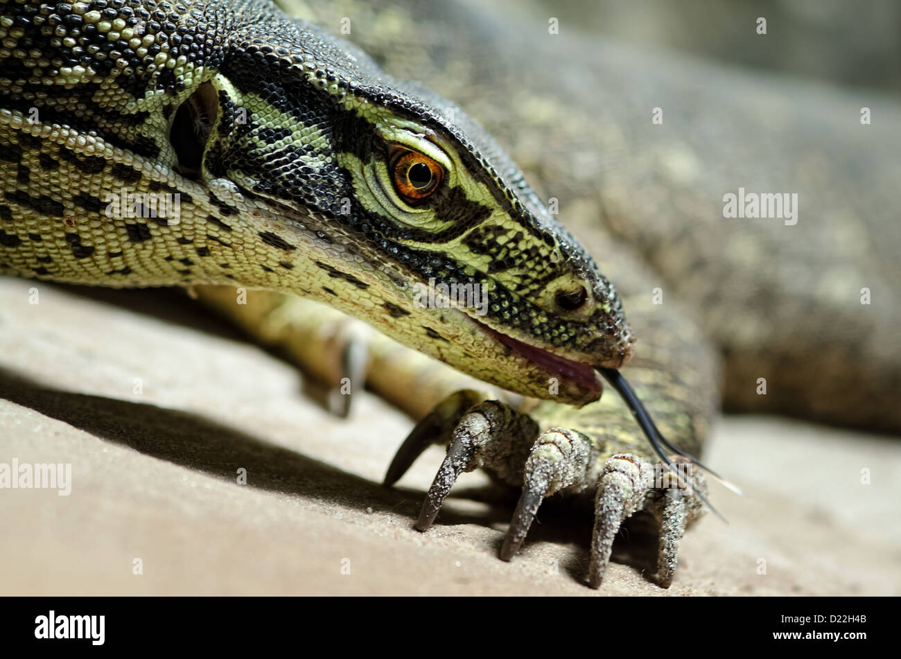 side view of the head of an Australian monitor lizard with tongue; claw of another lizard of the same species / Varanus gouldii Stock Photo