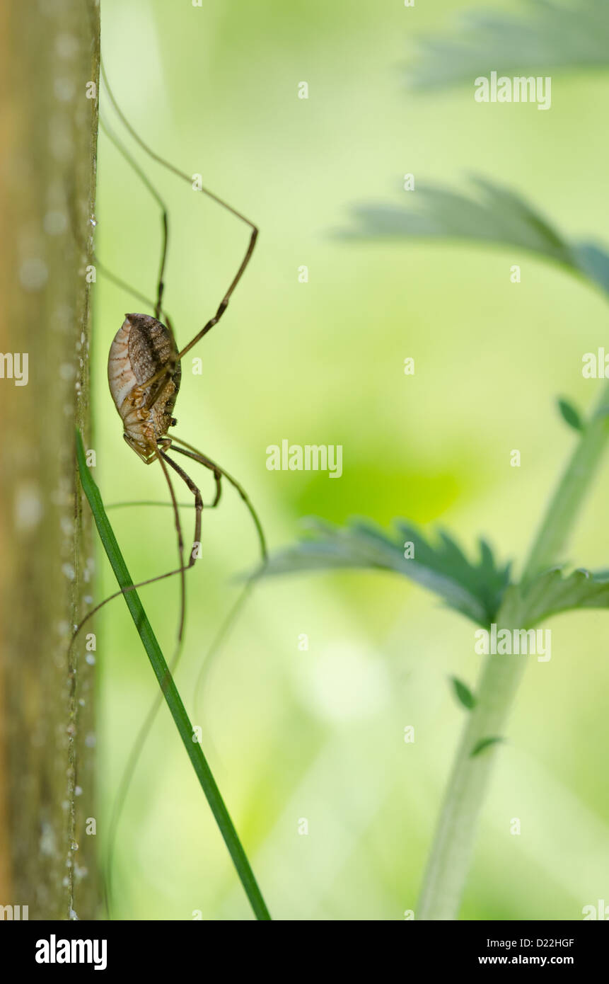 daddy longlegs / harvestmen / harvestman, macro with green background, leaves Stock Photo