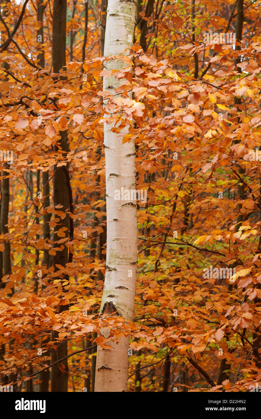 Silver Birch tree trunk and Beech tree leaves background Stock Photo