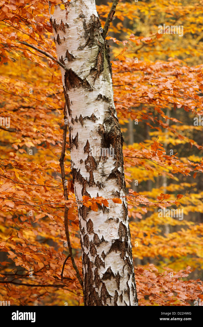 Silver Birch tree trunk and Beech tree leaves background Stock Photo