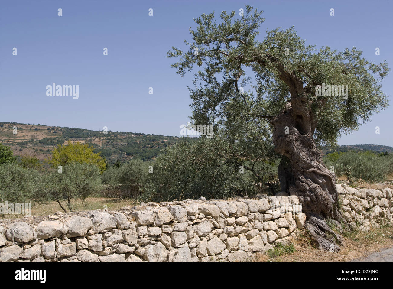 Sicily olive tree hi-res stock photography and images - Alamy