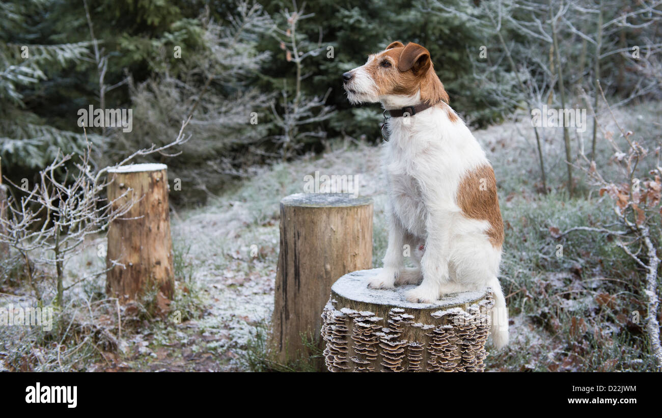 Jack Russell Terrier Dog Sitting on Tree Stump Stock Photo