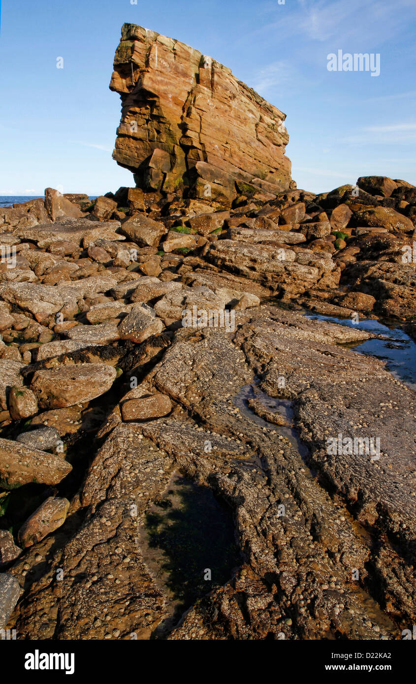A sea stack rock formation known as Charlie's Garden, Collywell Bay, Seaton Sluice, Northumberland, England, UK Stock Photo