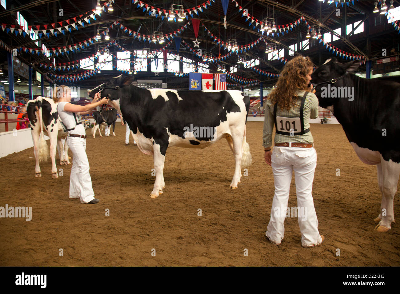 cow competition at New York State Fair Syracuse Stock Photo