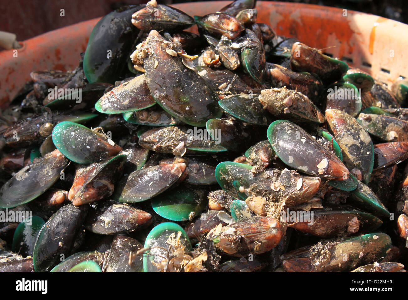 Harvested Asian green Sea Mussels Stock Photo Alamy