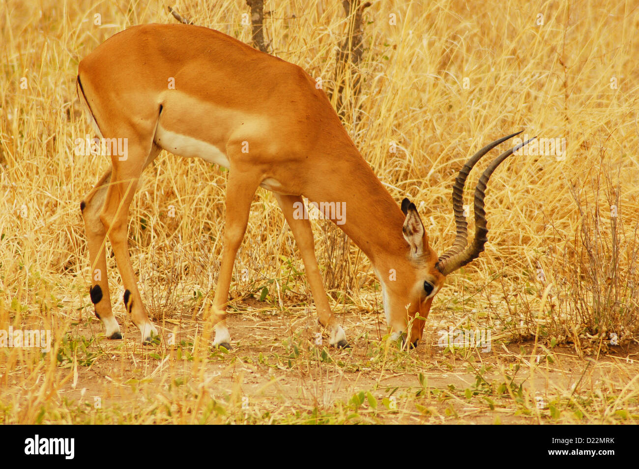 Male Impala Antelope grazing Stock Photo - Alamy