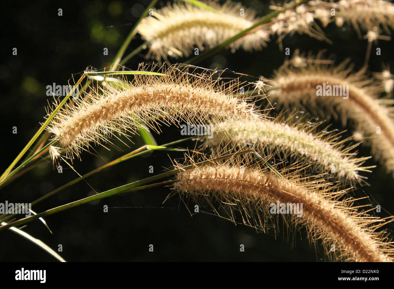Giant Swamp Foxtail grass with golden bristles India Stock Photo