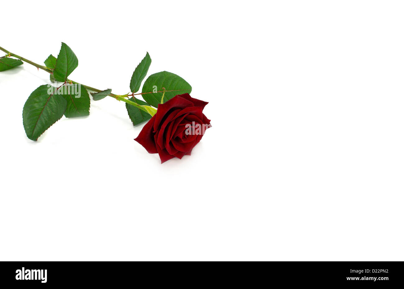 red rose isolated on white Stock Photo - Alamy