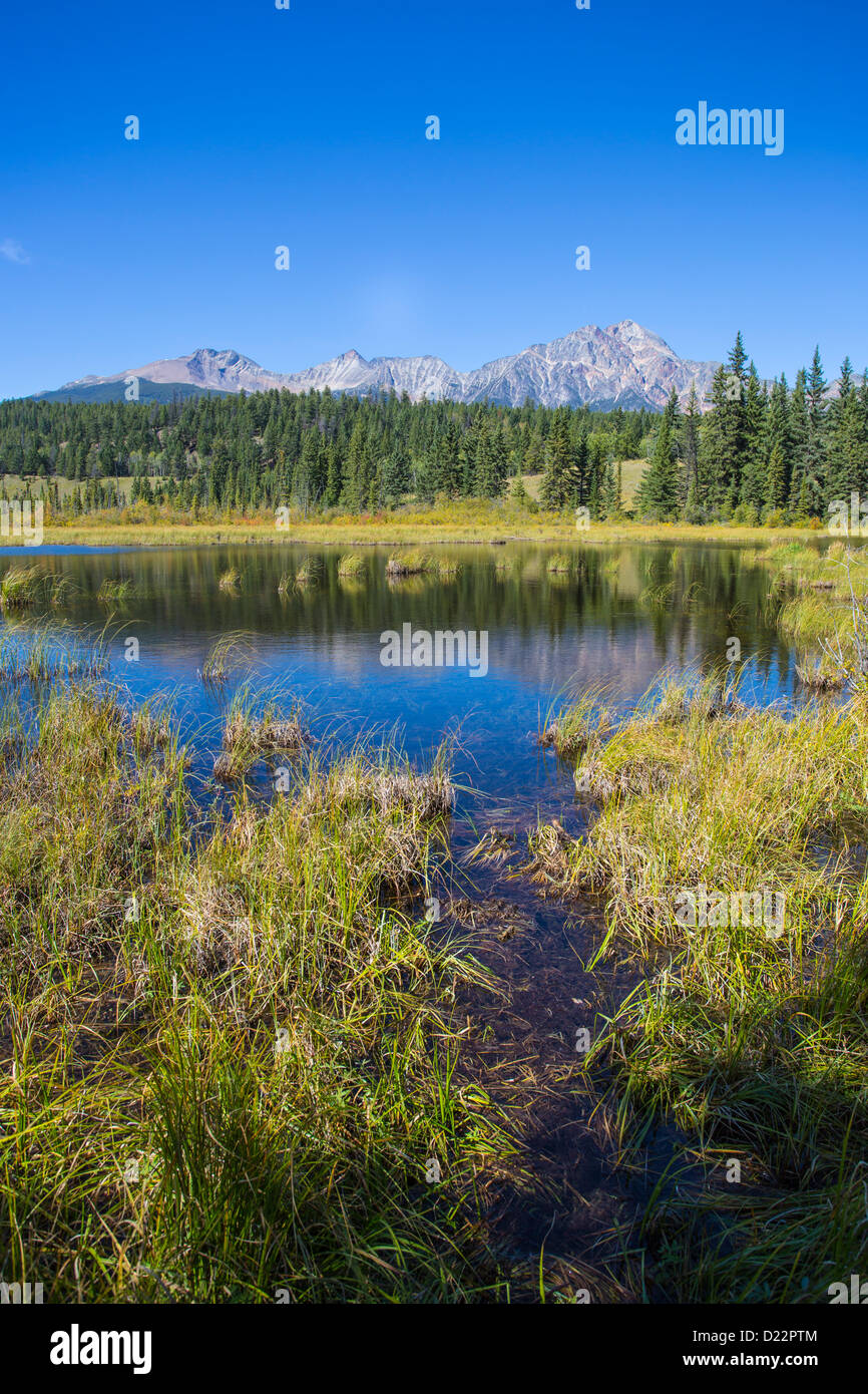 Wetlands in Jasper National Park in Alberta Canada Stock Photo