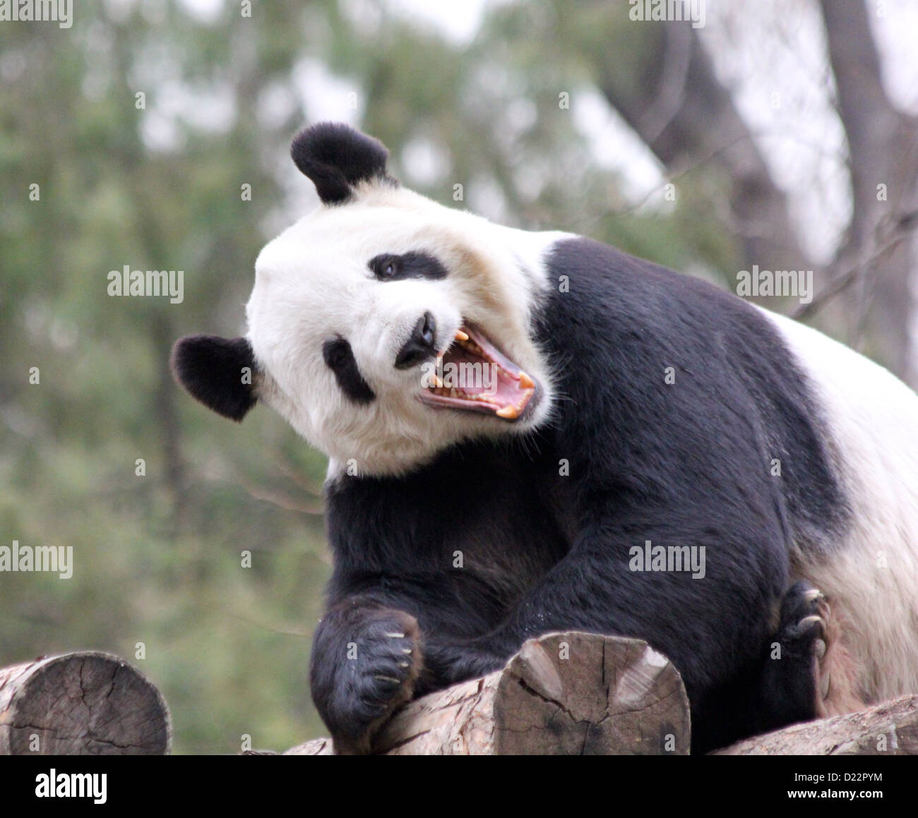 Portrait Panda Bear Wild Animal Realistic Stock Illustration 603128978