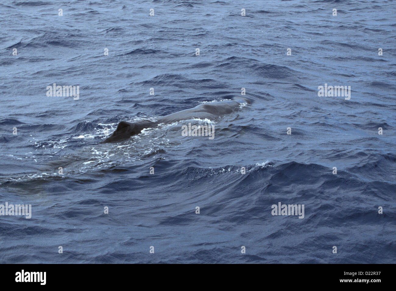 Sperm Whale Physeter macrocephalus Dominica, Caribbean Sea December Adult Physeteridae Stock Photo