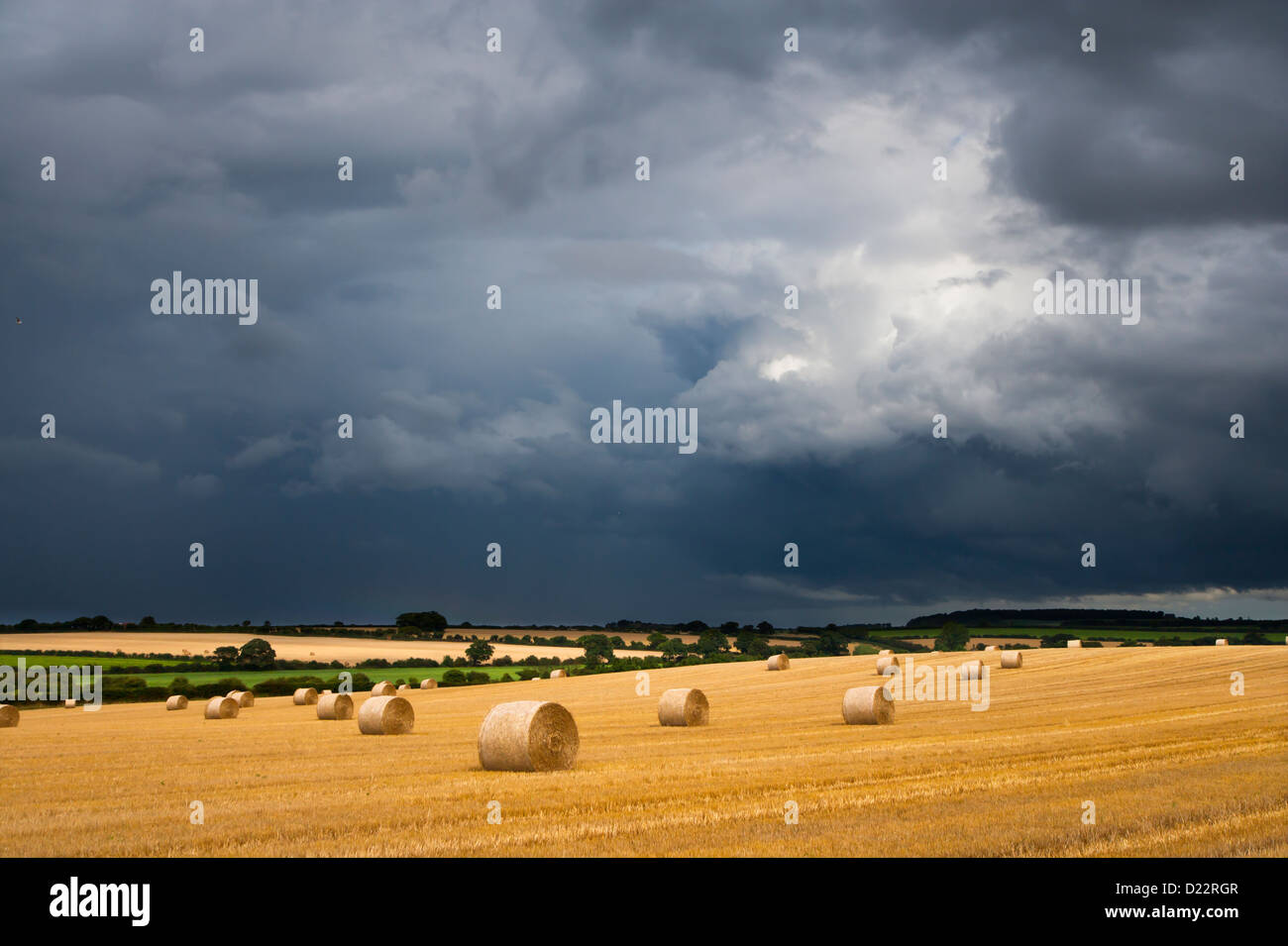 Summer thunderstorm brewing over cornfields Norfolk Stock Photo