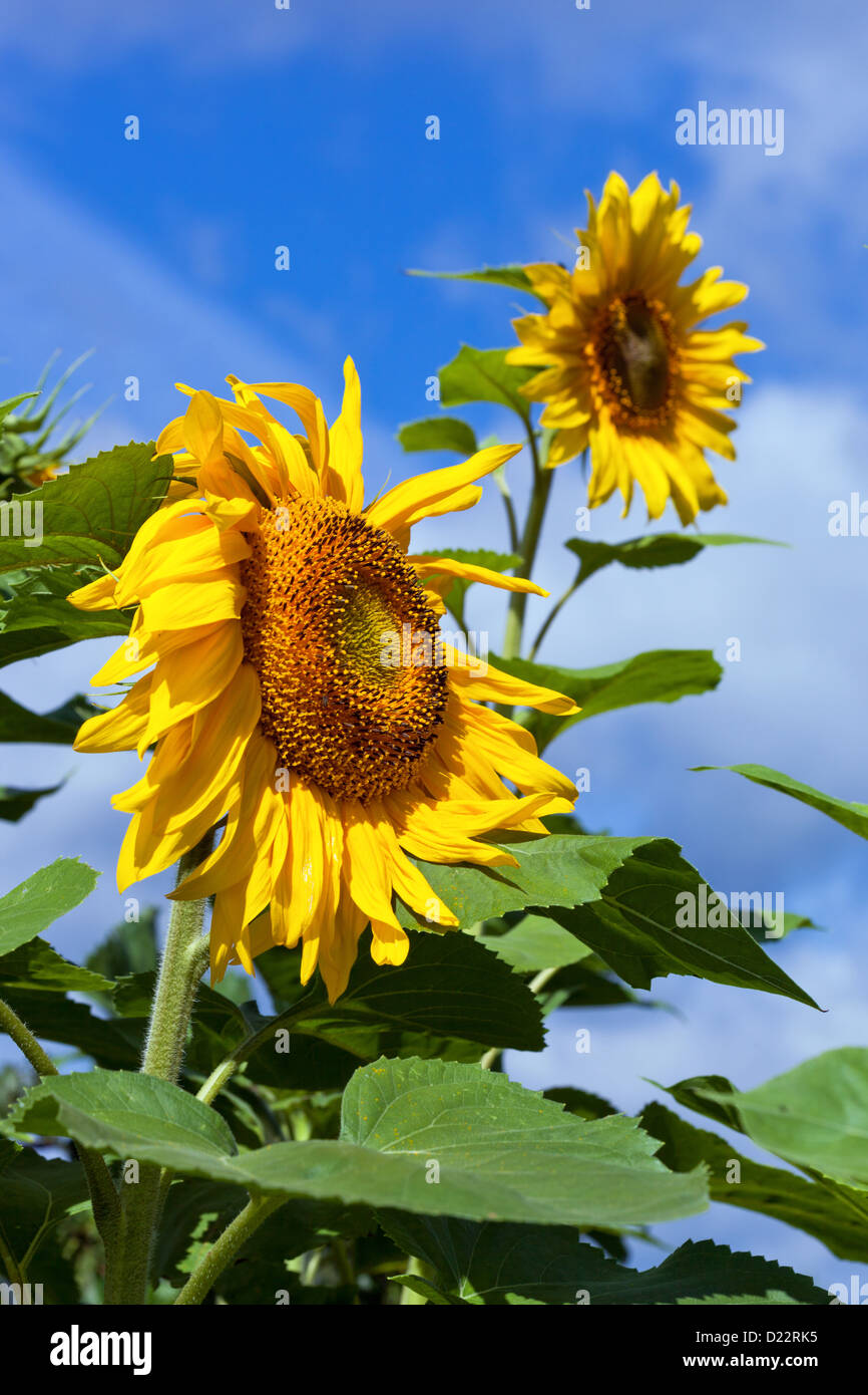 Beautiful yellow sunflowers against blue sky background Stock Photo - Alamy