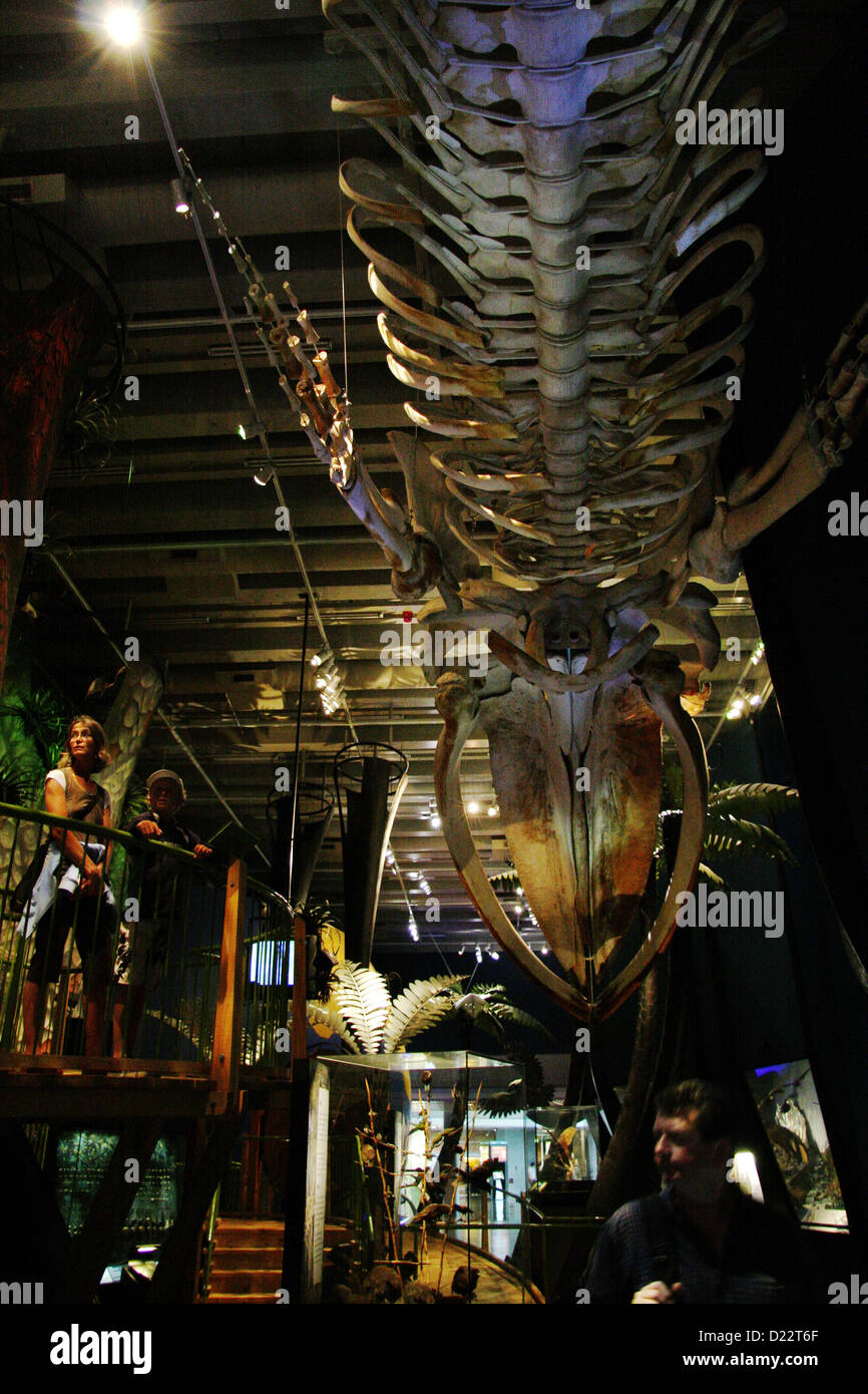 Whale skeleton on display in the Te Papa Tongarewa, Museum of New Zealand. Stock Photo