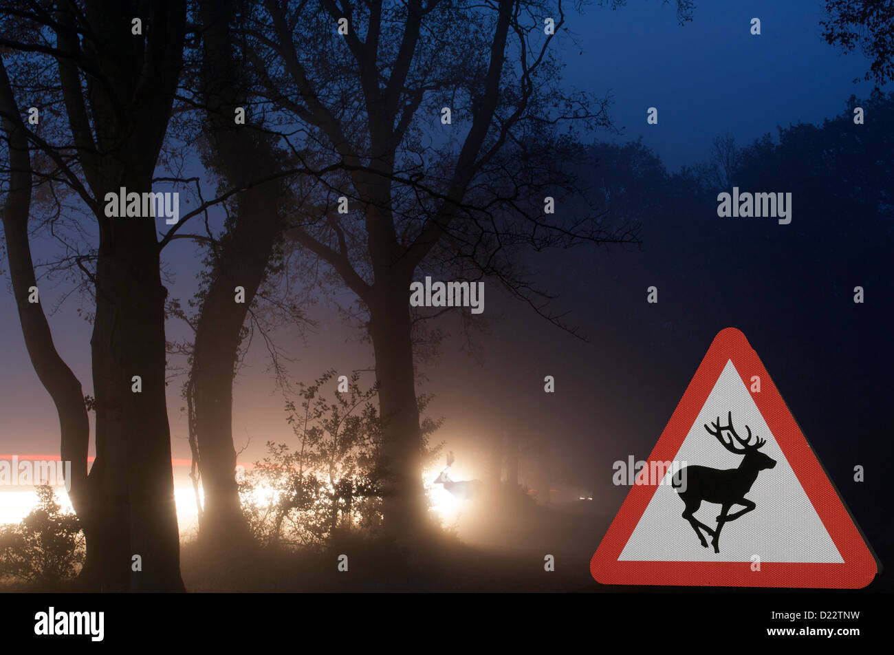 Fallow deer crossing rural road through Berkhamsted Common Herts UK Dusk Stock Photo