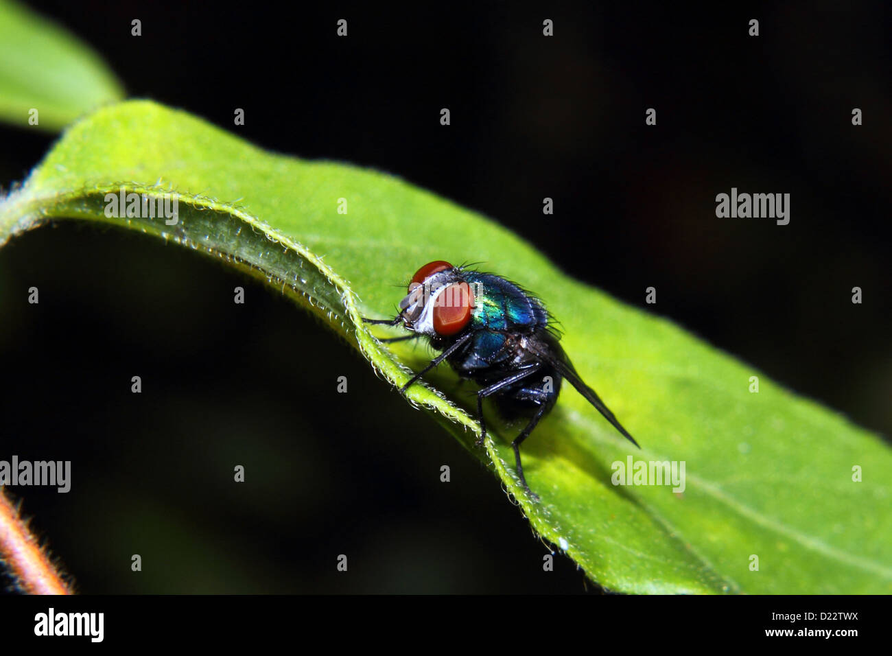 A colorful blue Bottle Fly rests on a leaf Stock Photo