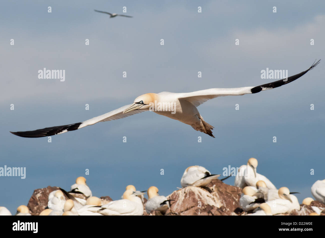 Beautiful flying wild northern gannet Stock Photo
