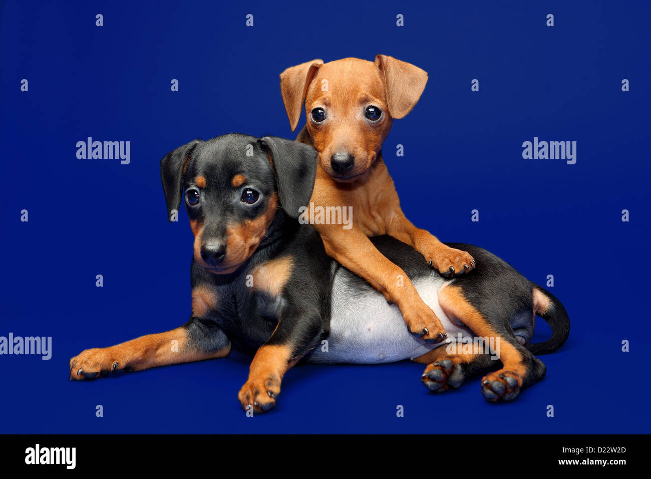 The Miniature Pinscher puppies, 2 months 1 week old Stock Photo