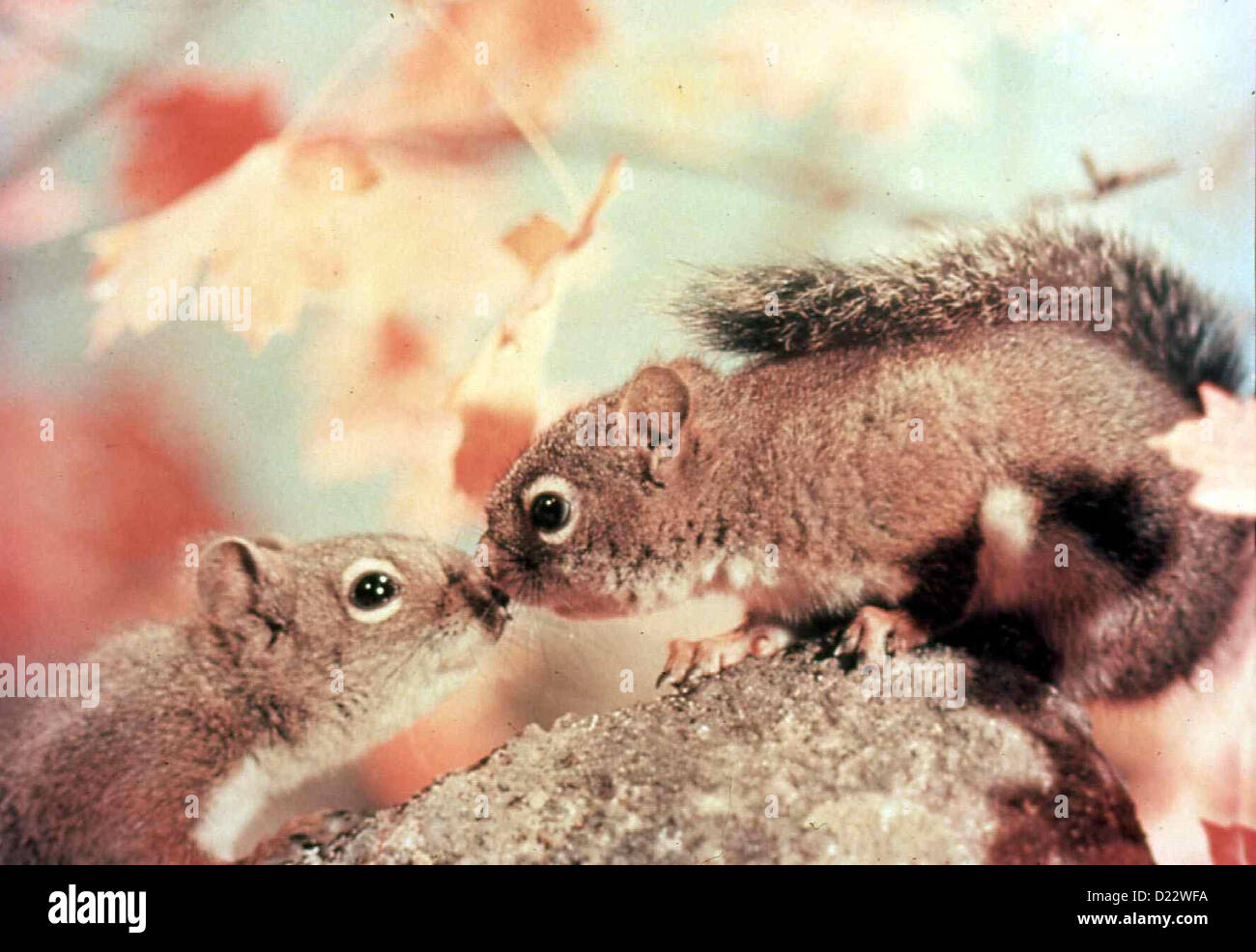 Perris Abenteuer Perri Perri überlebt und lernt langsam, wem sie