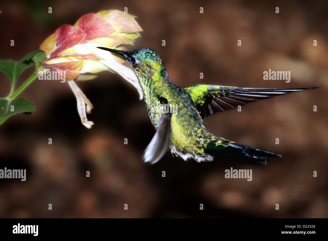 A VioletCapped Woodnymph Hummingbird Collecting Nectar Stock Photo Alamy