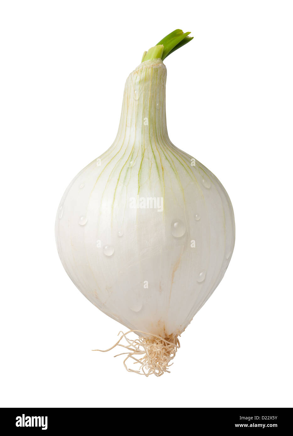 Knob Onion isolated on white. Stock Photo