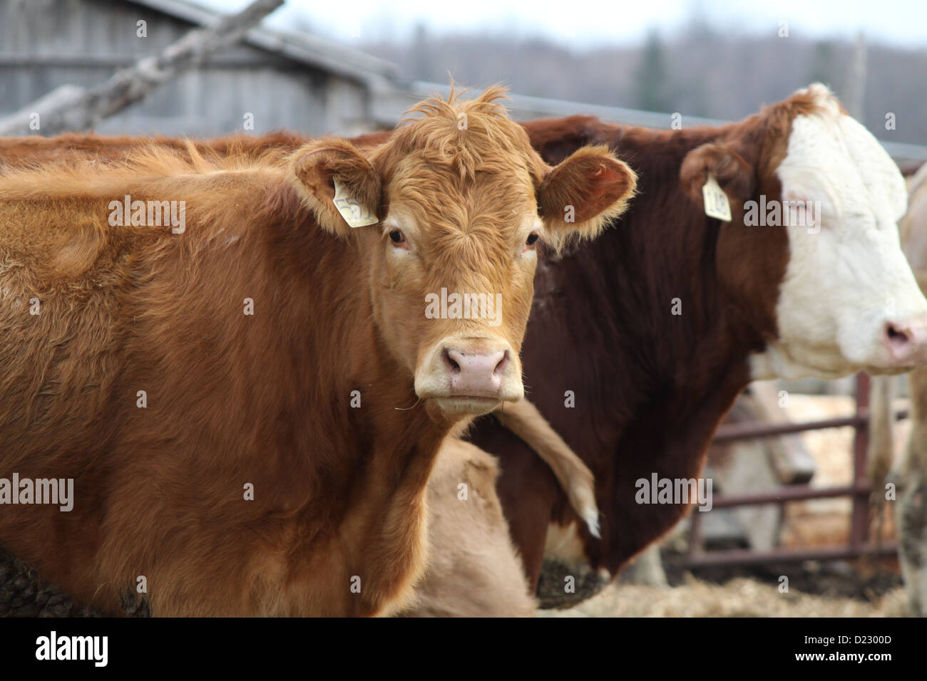 Cattle pen hi-res stock photography and images - Alamy