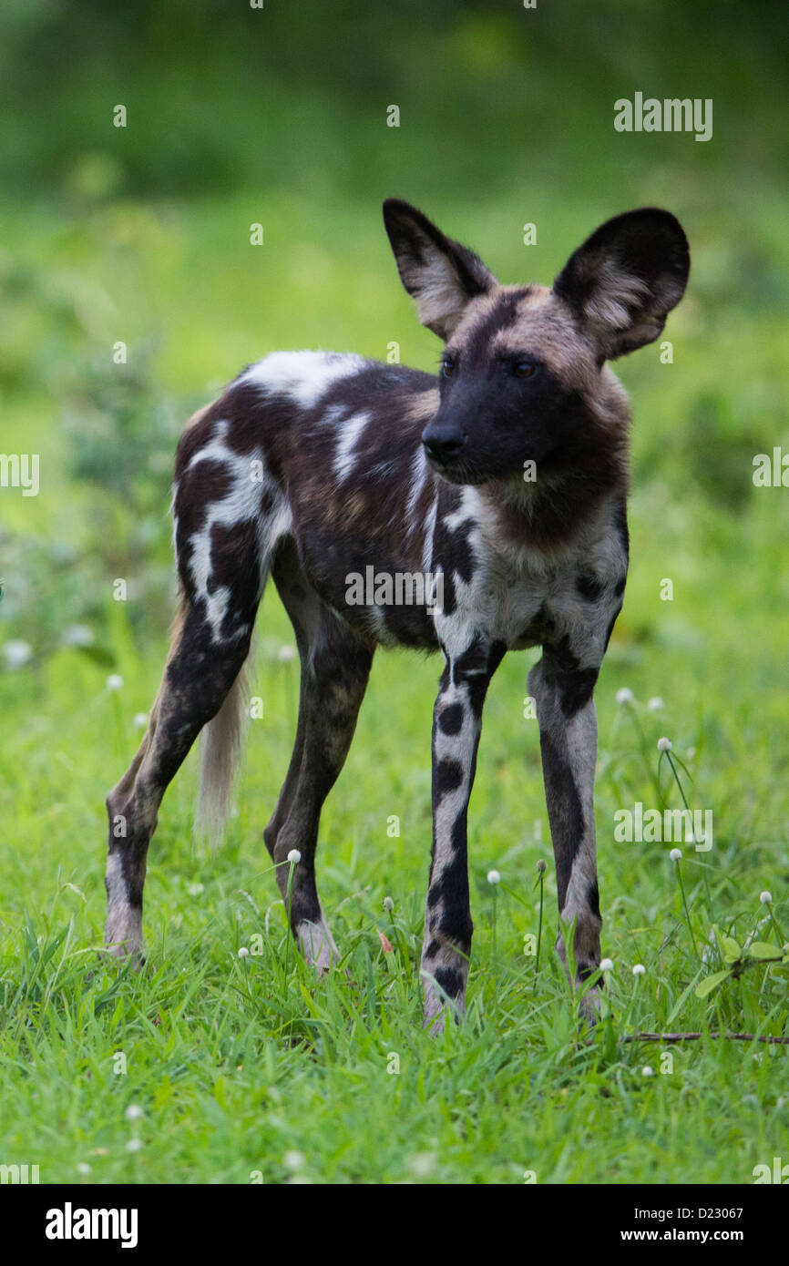 A real wild African Wild dog Stock Photo