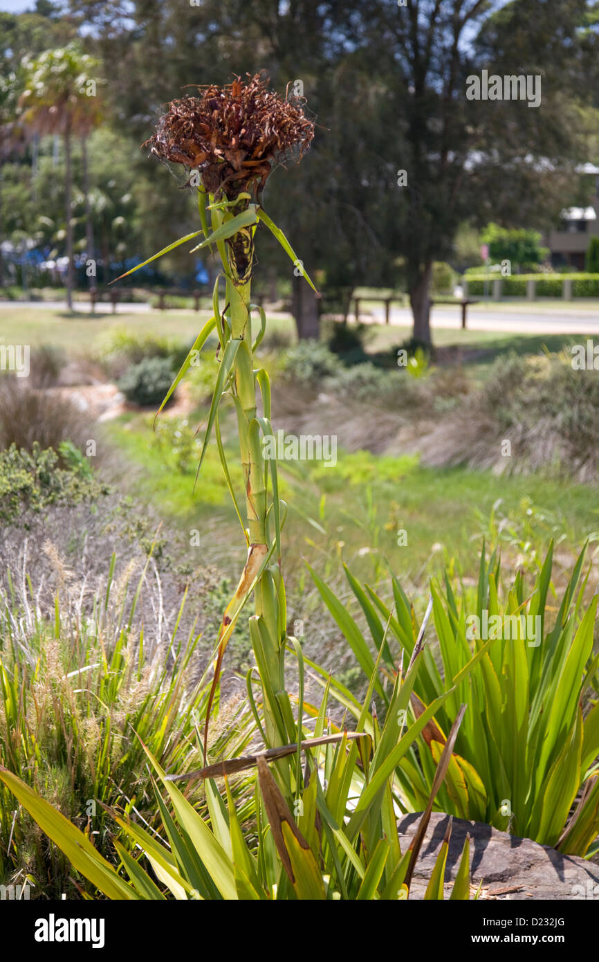 waratah plant in sydney Stock Photo Alamy