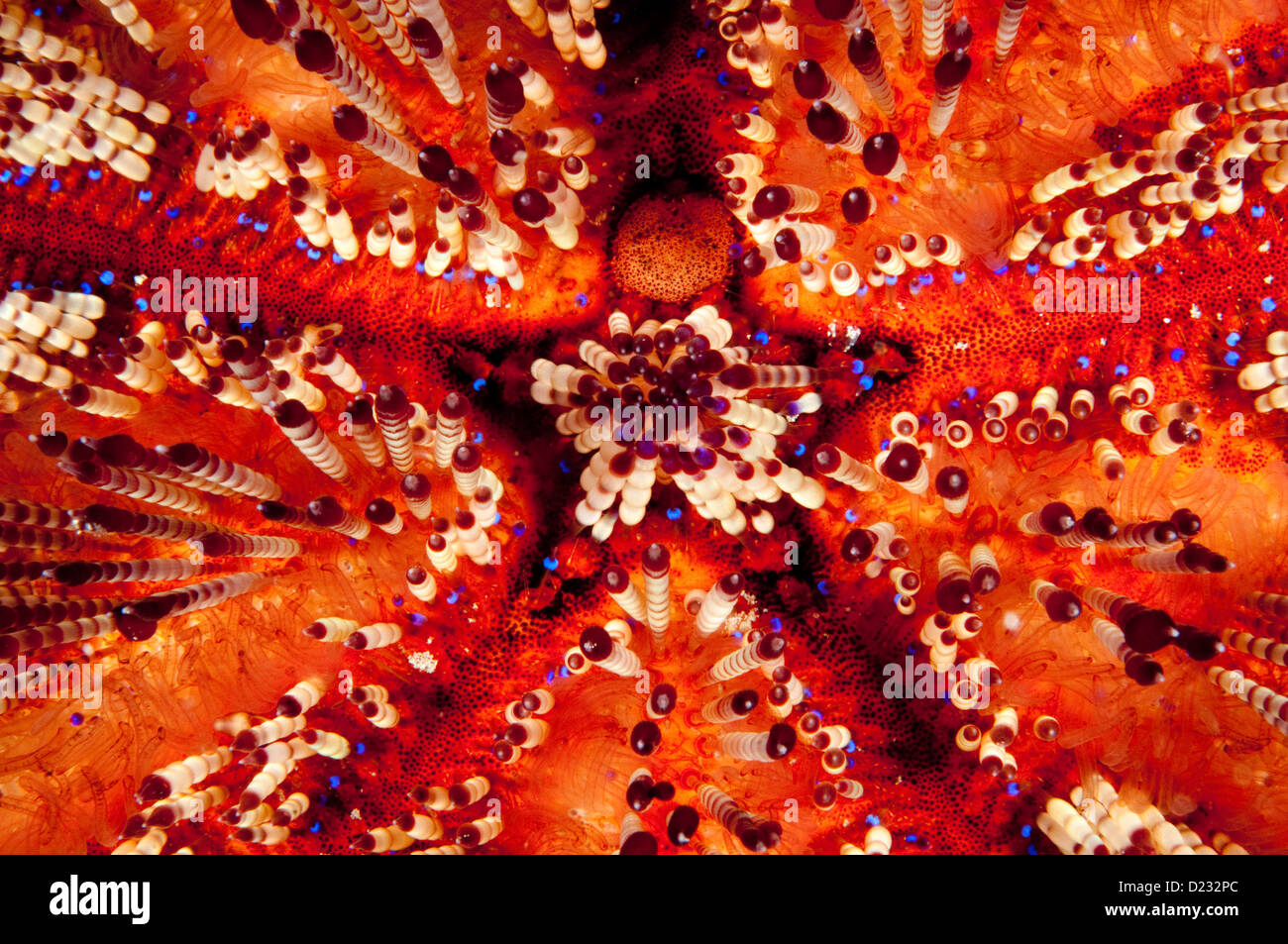 Magnificent Fire Urchin (Asthenosoma ijimai), off Pasar Wajo, Buton Island, Indonesia Stock Photo