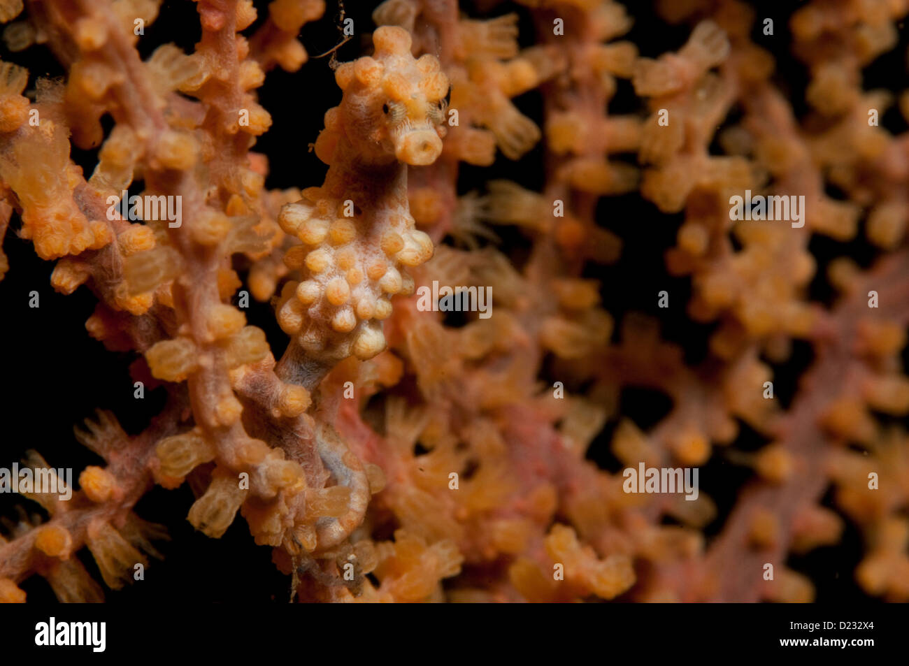 Pygmy Seahorse (Hippocampus bargibanti), Aba Point, Manado, North Sulawesi, Indonesia Stock Photo