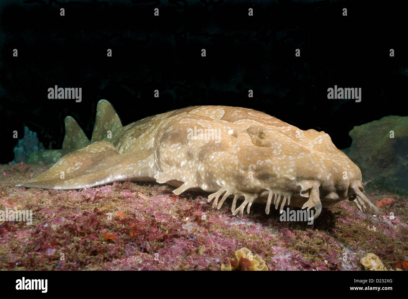 Spotted Wobbegong (Orectolobus maculatus), Sydney Harbour entrance, Australia Stock Photo