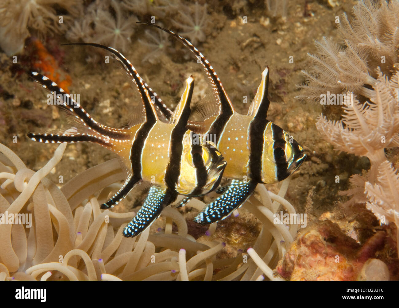 Banggai Cardinalfish (Pterapogon kauderni), off Manado, North Sulawesi, Indonesia Stock Photo