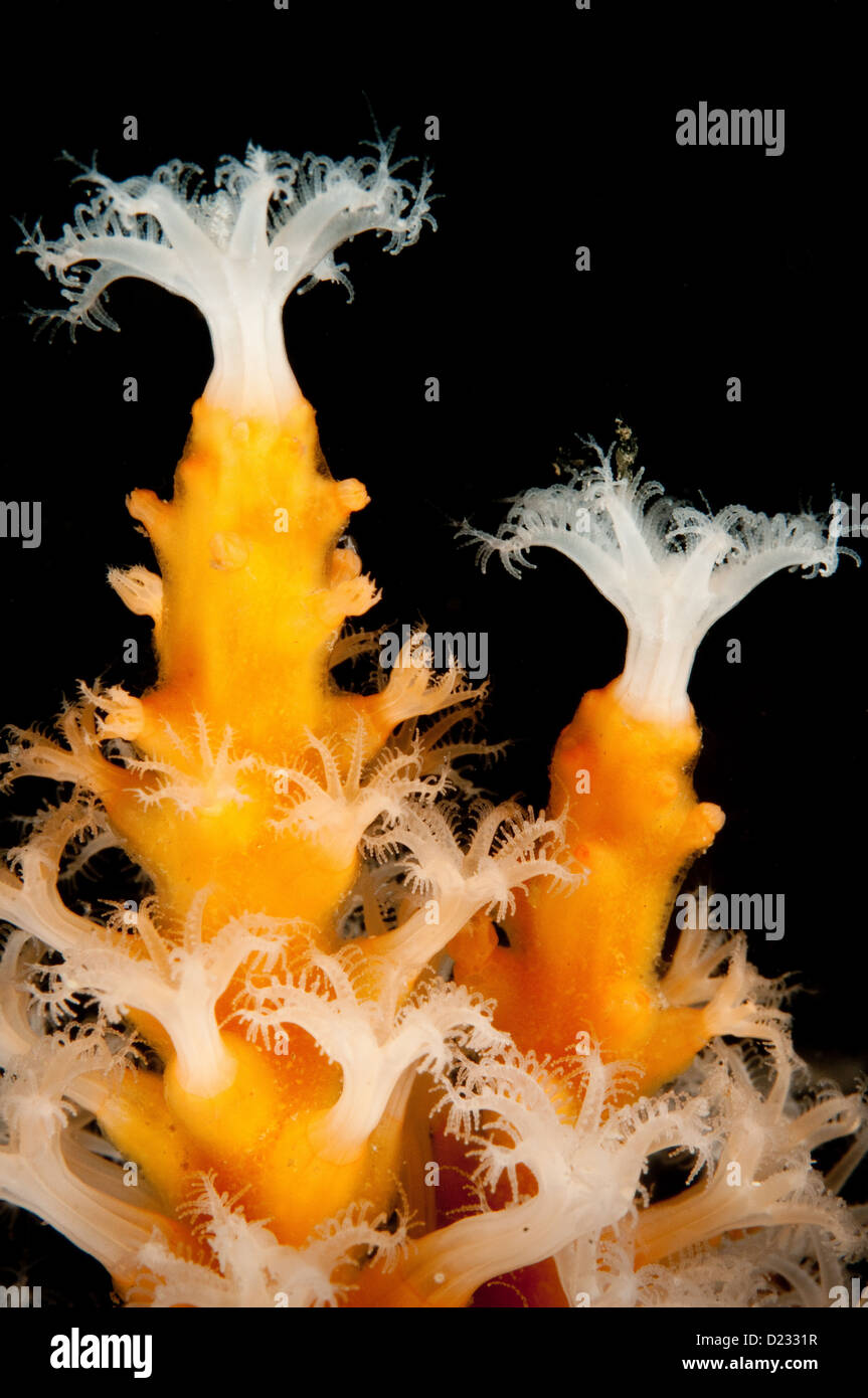 Soft coral polyps (Carijoa sp.) at Ship Rock Aquatic Reserve, Port Hacking, Sydney, Australia Stock Photo