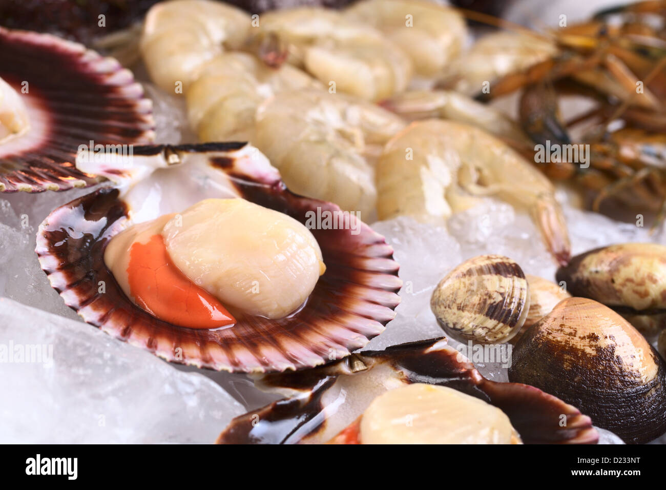 Raw queen scallops (lat. Aequipecten opercularis) and other seafood