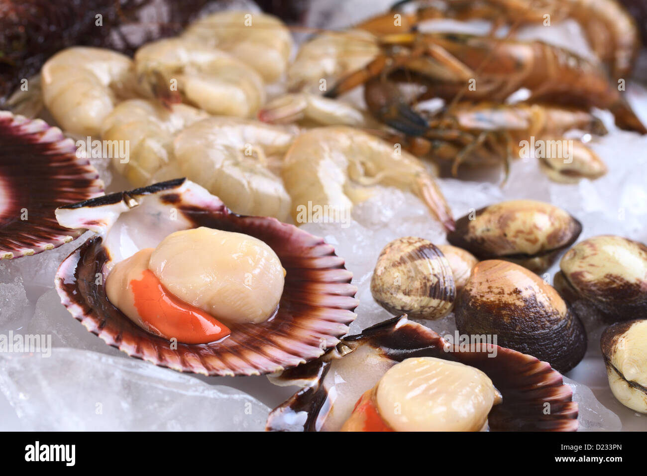 Raw queen scallops (lat. Aequipecten opercularis) and other seafood