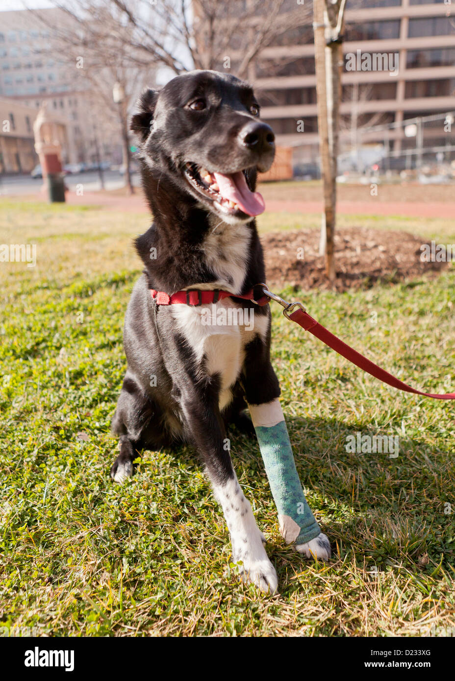 Dog with leg cast Stock Photo