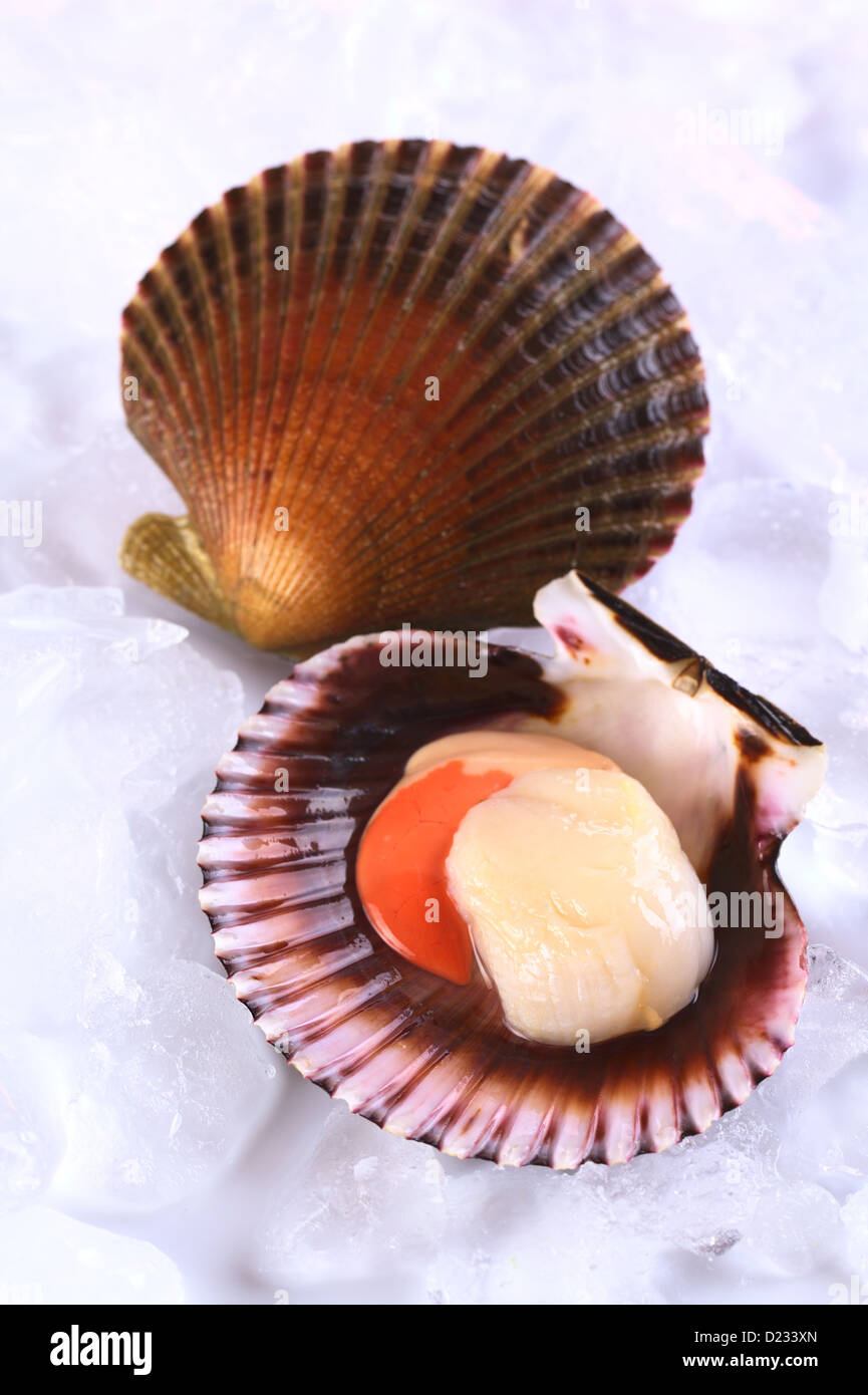 Queen Scallop