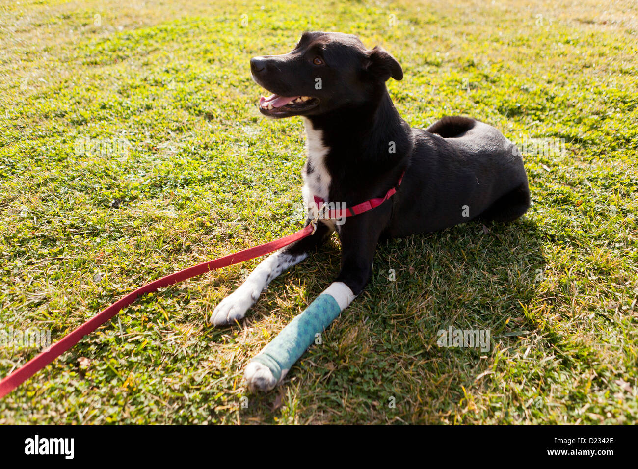 How To Put A Cast On A Dog Leg