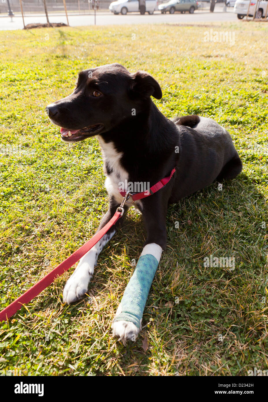 How To Put A Cast On A Dog Leg