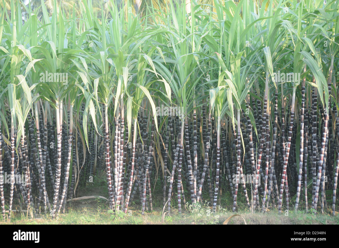 A Sugarcane Farm at Erode, Tamil Nadu, India Stock Photo