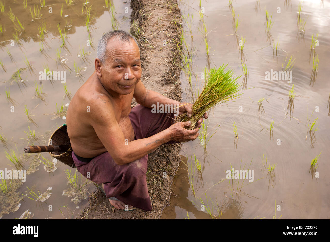a man working in the rice field, in Chiang Mai, north Thailand Stock ...