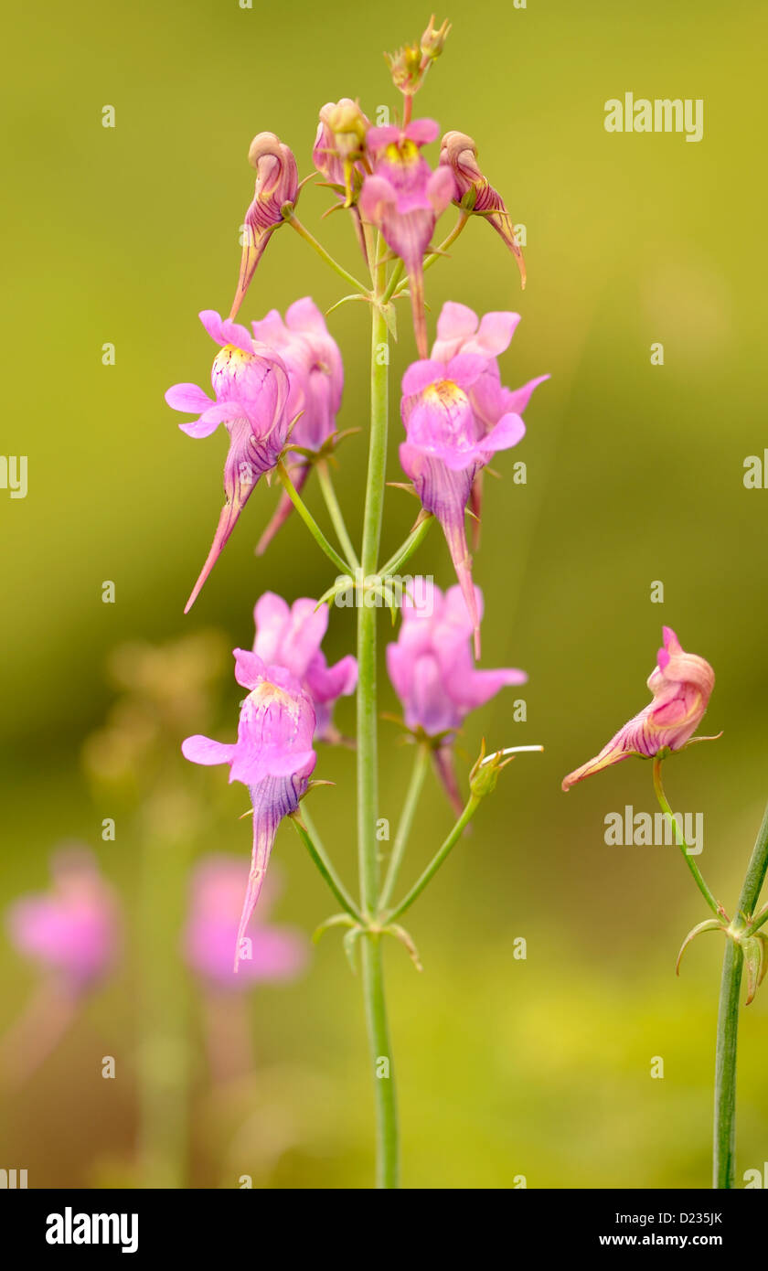Flowers of Lesser Snapdragon (Misopates orontium).   Colunga, Asturias, Spain. Stock Photo