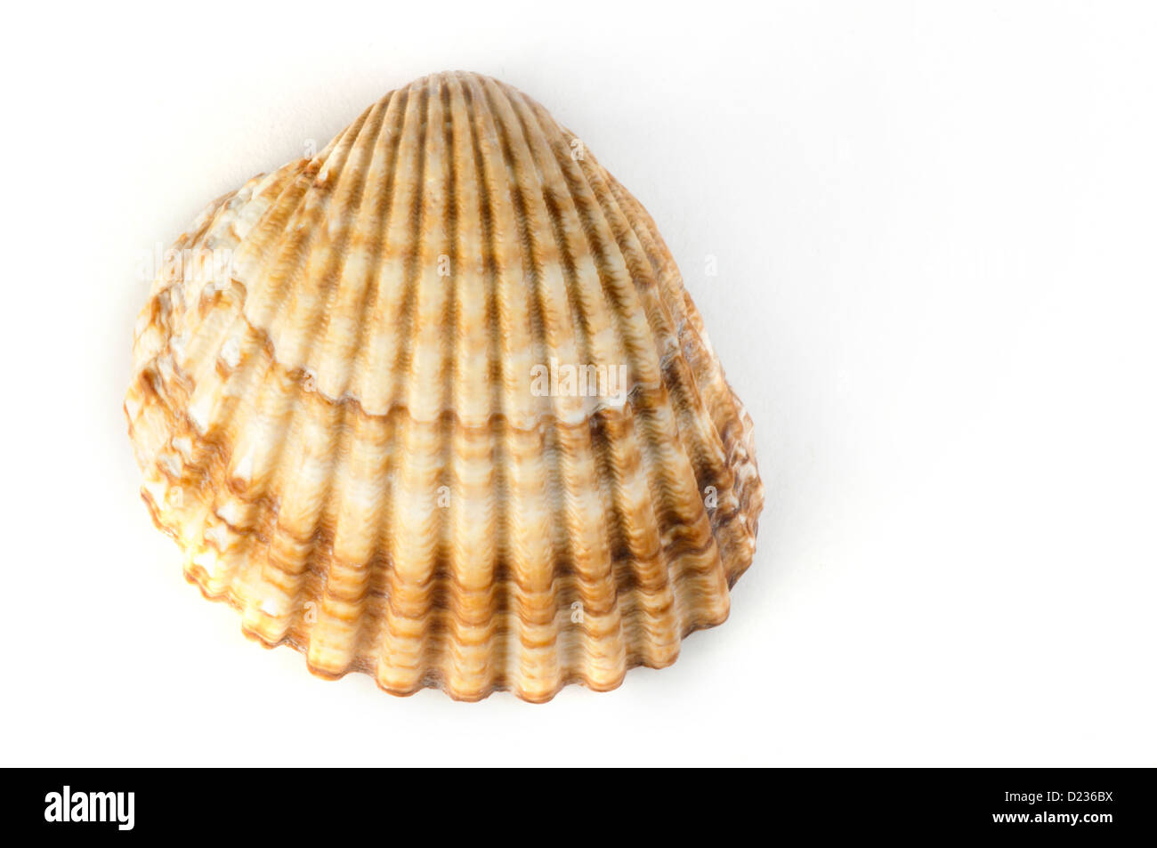 Clams shells white isolated Stock Photo
