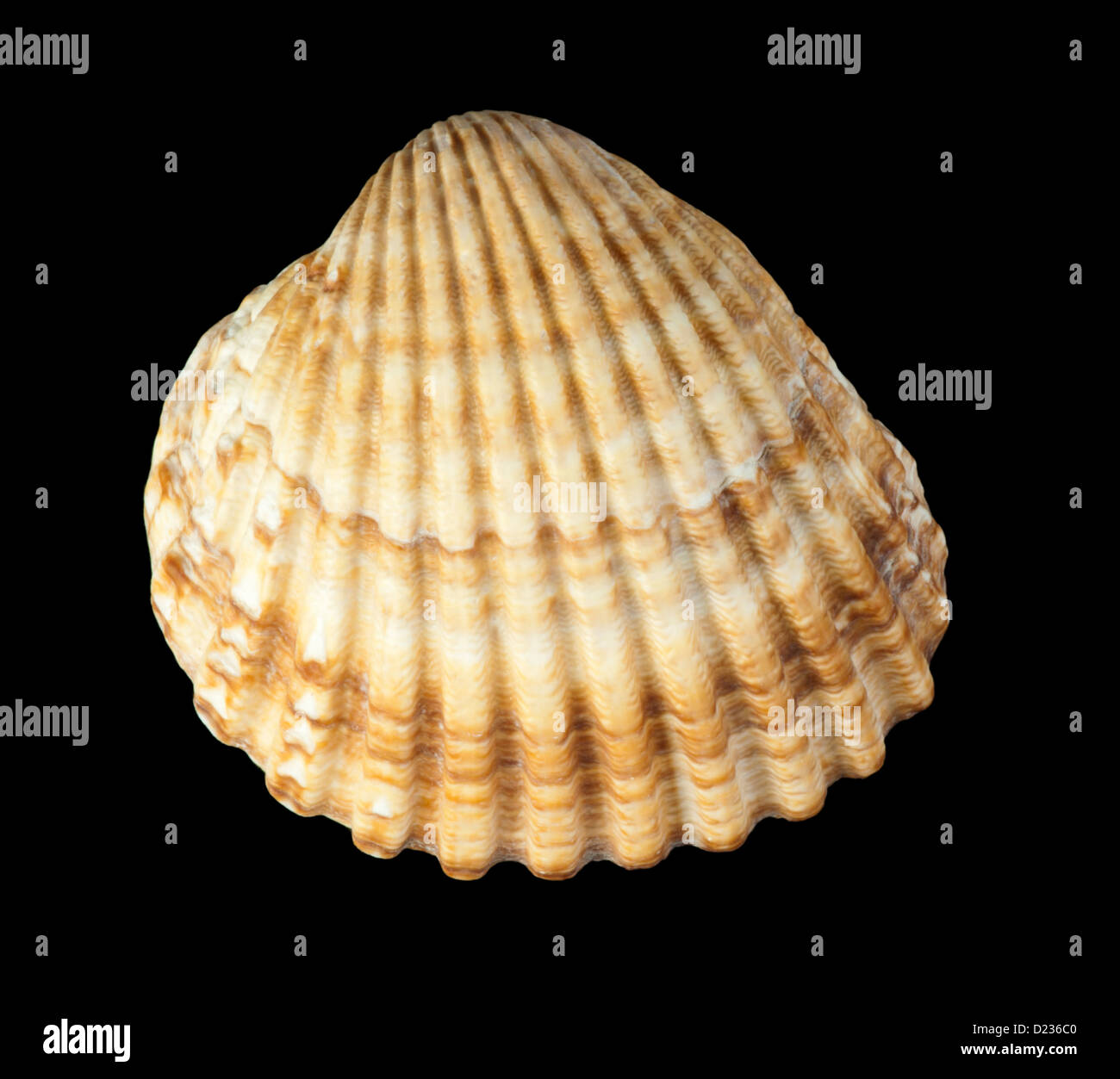 Clams shells black isolated Stock Photo - Alamy