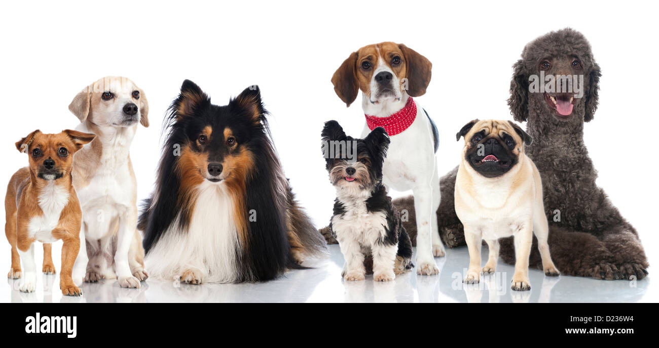 Group of dogs isolated on white Stock Photo - Alamy