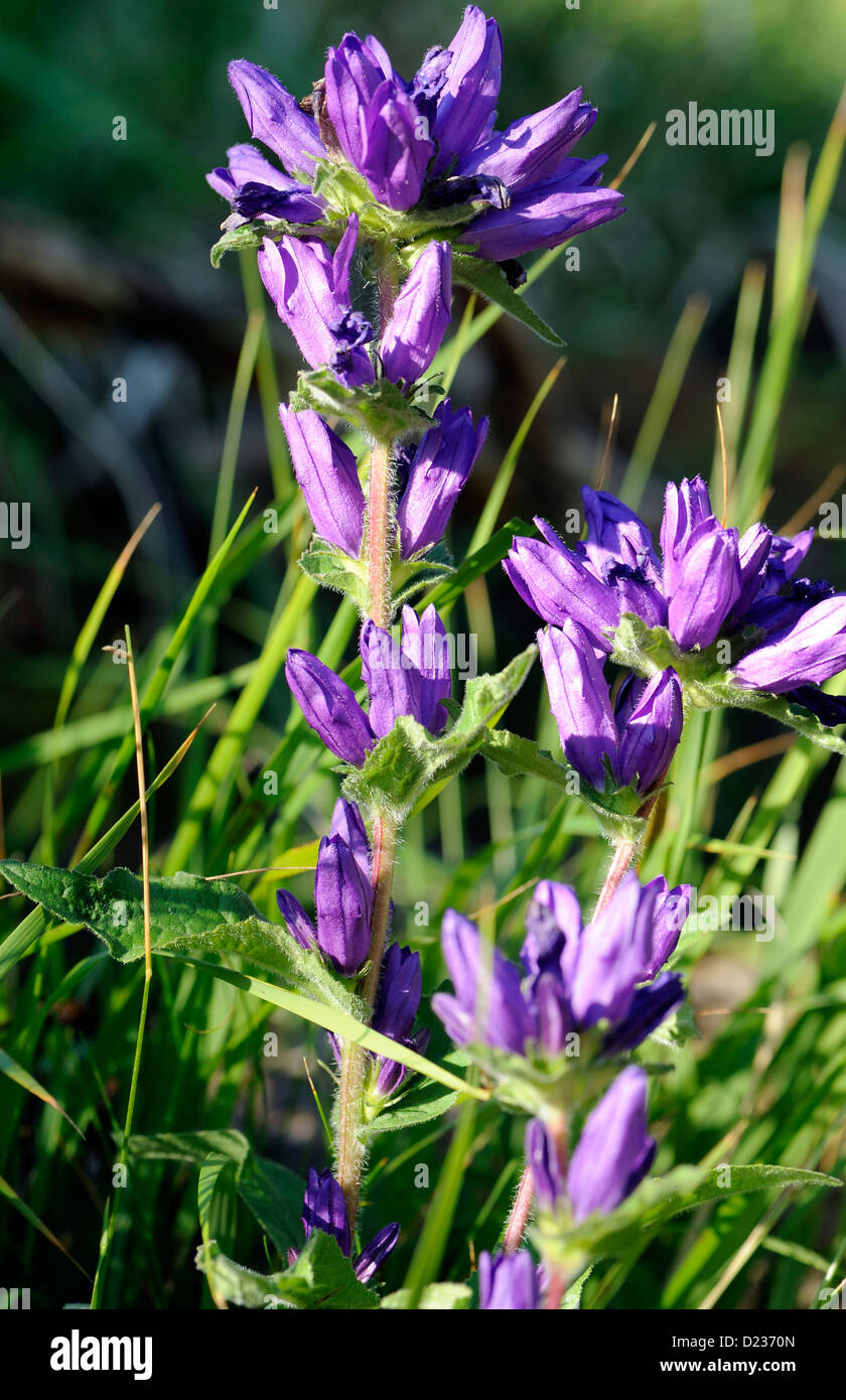 Purple flowers of a  Bellflower (Campanula species)  growing in a meadow outside the village of Caloca. Caloca, Cantabria, Spain.               . Stock Photo