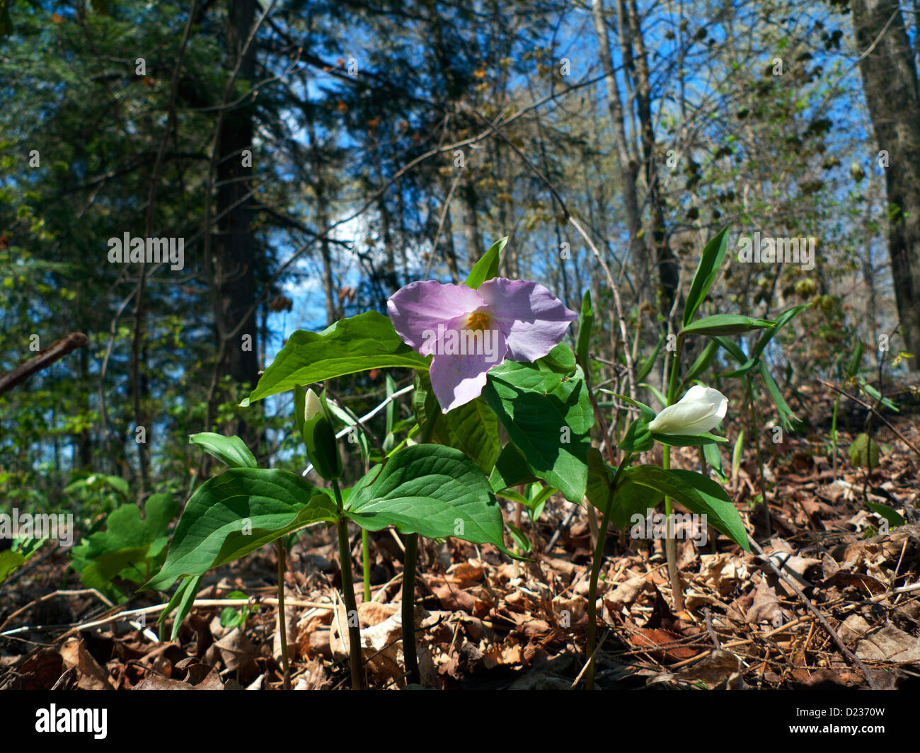 White trillium pink with age in a woodland in spring Baden Ontario Canada Stock Photo